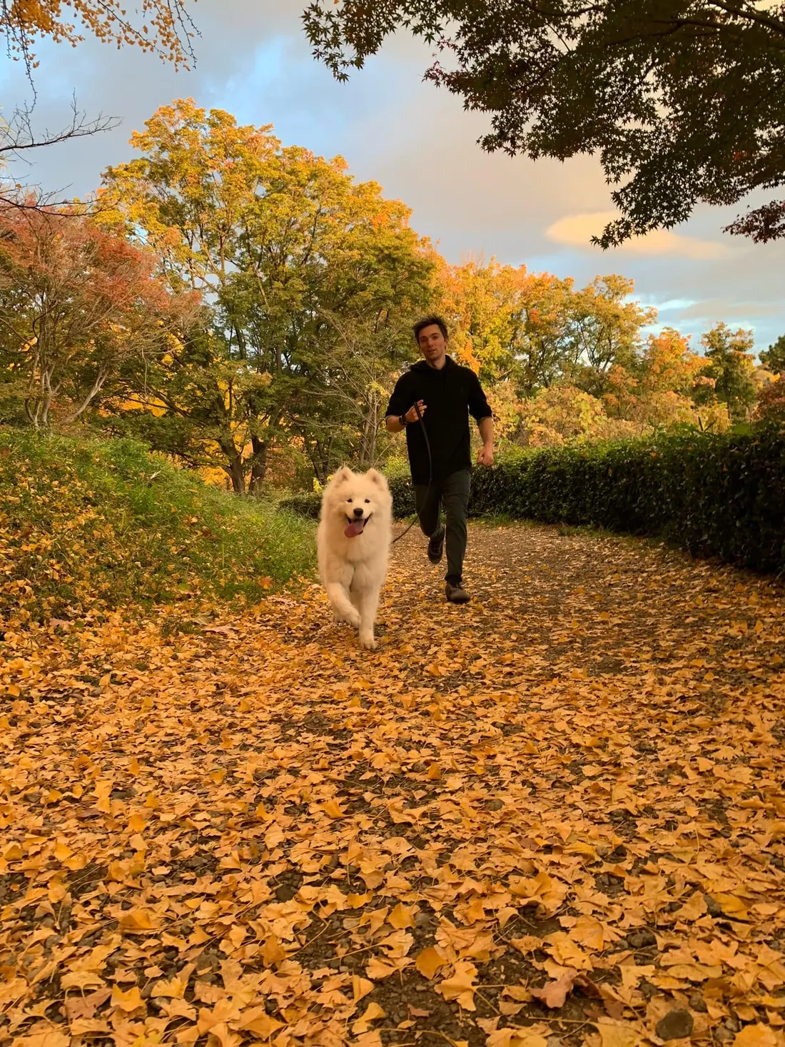 Chris and the Samoyed running a leaf-covered autumn path